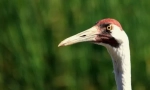 American crane